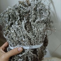 中药材鹿茸草白毛鹿茸草新货六月霜千重塔白地蜈蚣