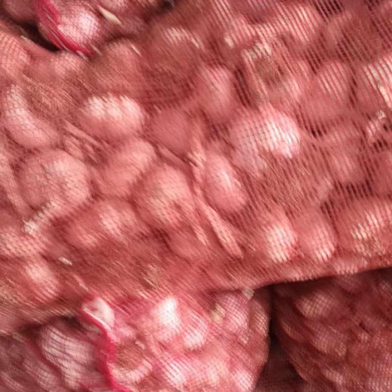 紫皮大蒜