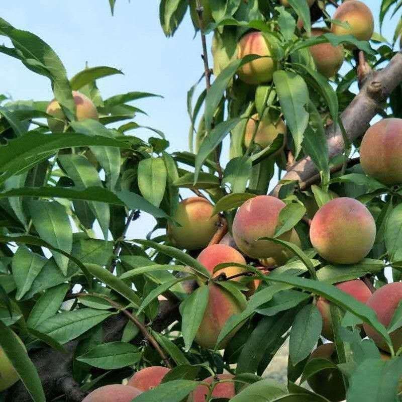 山西双田毛桃产地看货大量上市品质保证价格优惠全国发货