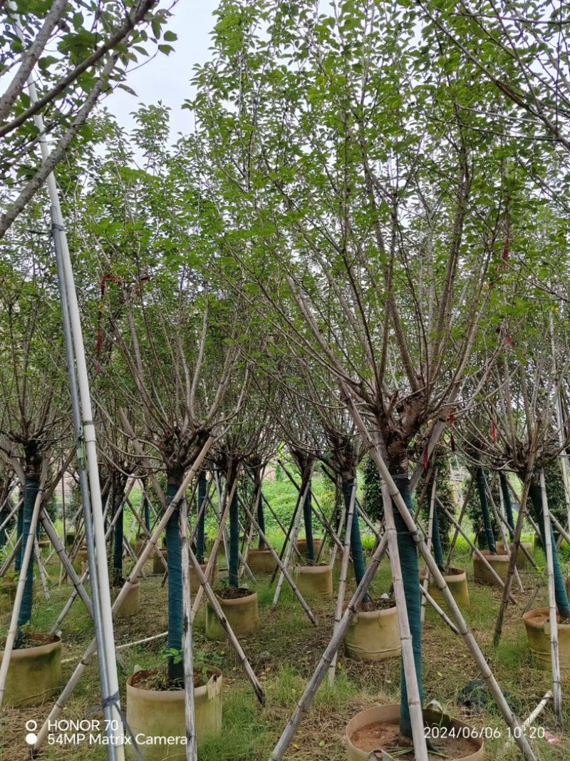 日本樱花树/日本晚樱树5～12公分基地直销规格齐全