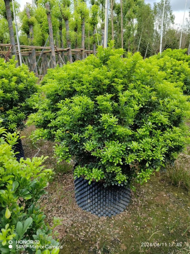 米兰花球80～2米高基地直销规格齐全欢迎老板来电咨询