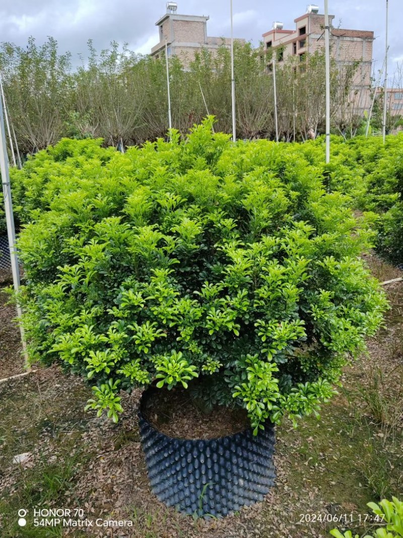米兰花球80～2米高基地直销规格齐全欢迎老板来电咨询