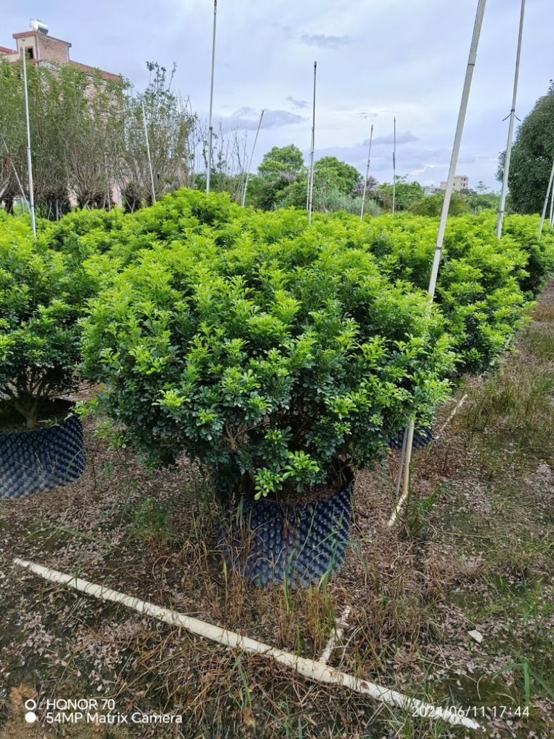 米兰花球80～2米高基地直销规格齐全欢迎老板来电咨询