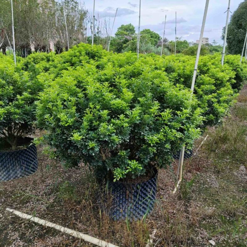 米兰花球80～2米高基地直销规格齐全欢迎老板来电咨询