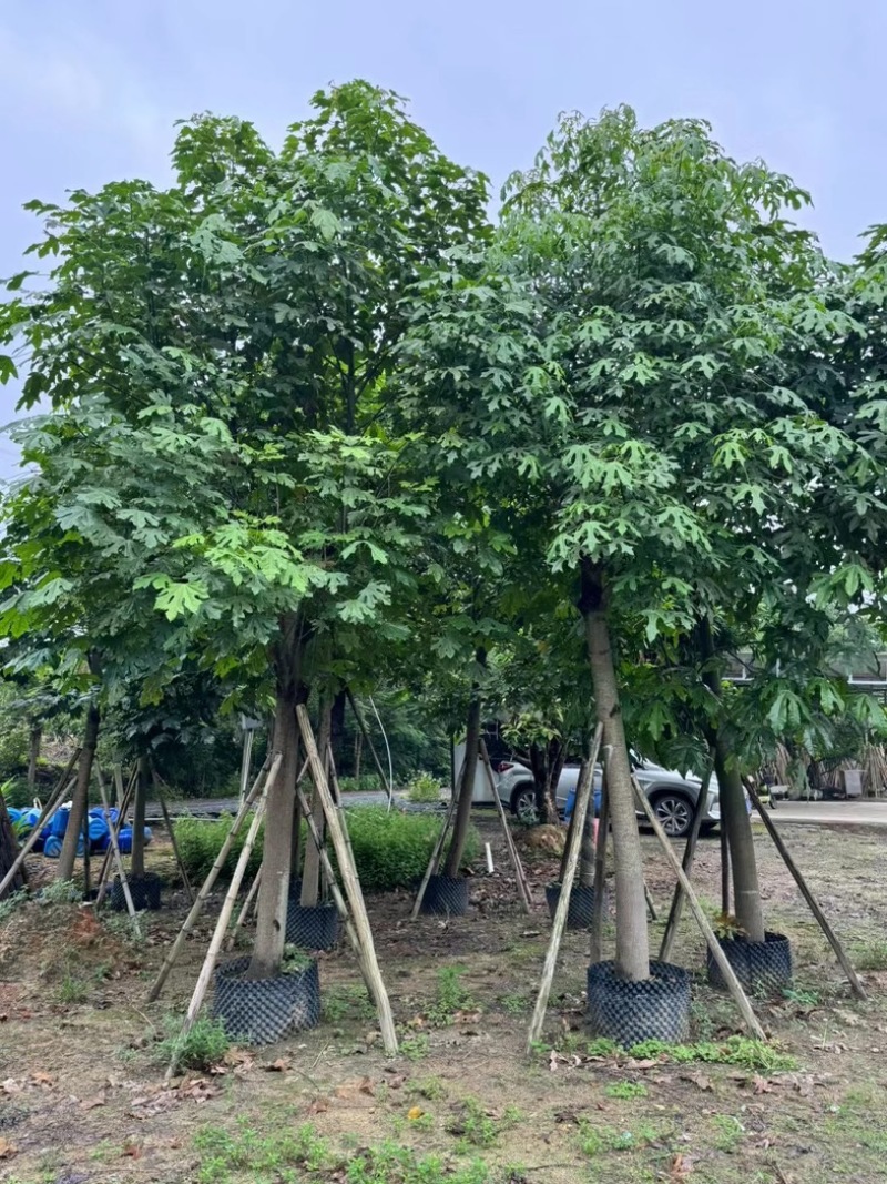澳洲火焰木12～20公分基地直销规格齐全欢迎老板来电