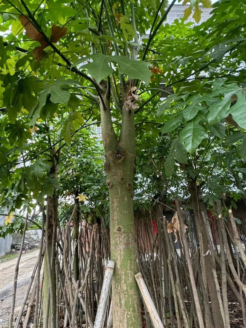 澳洲火焰木12～20公分基地直销规格齐全欢迎老板来电