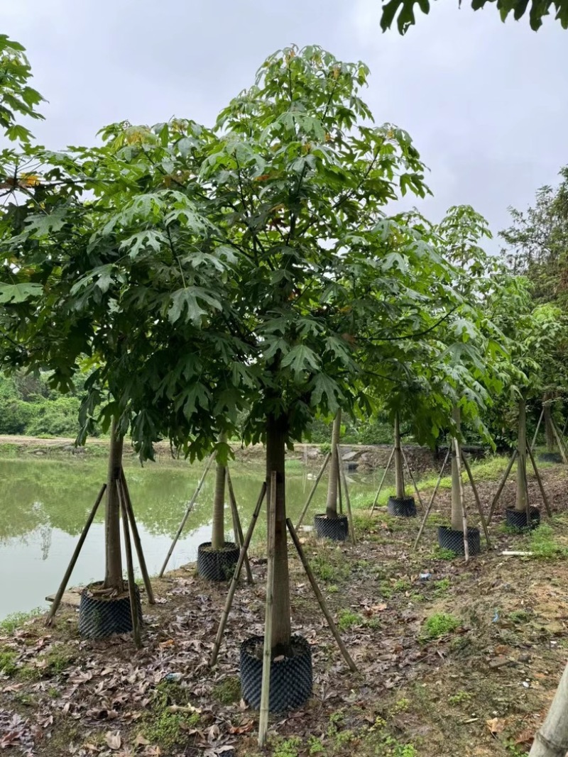 澳洲火焰木12～20公分基地直销规格齐全欢迎老板来电