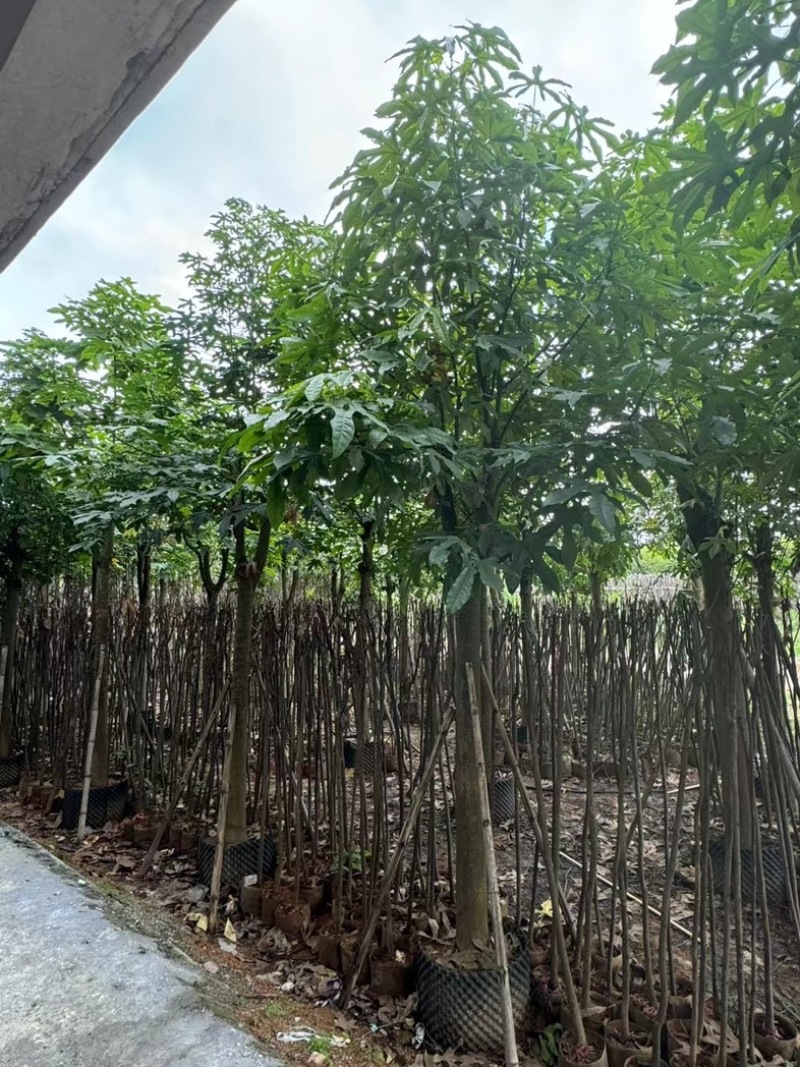 澳洲火焰木12～20公分基地直销规格齐全欢迎老板来电