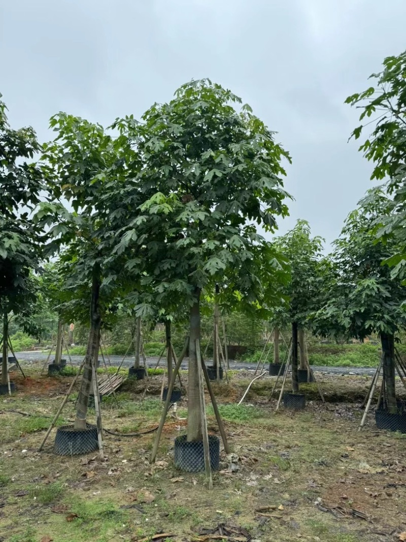 澳洲火焰木12～20公分基地直销规格齐全欢迎老板来电