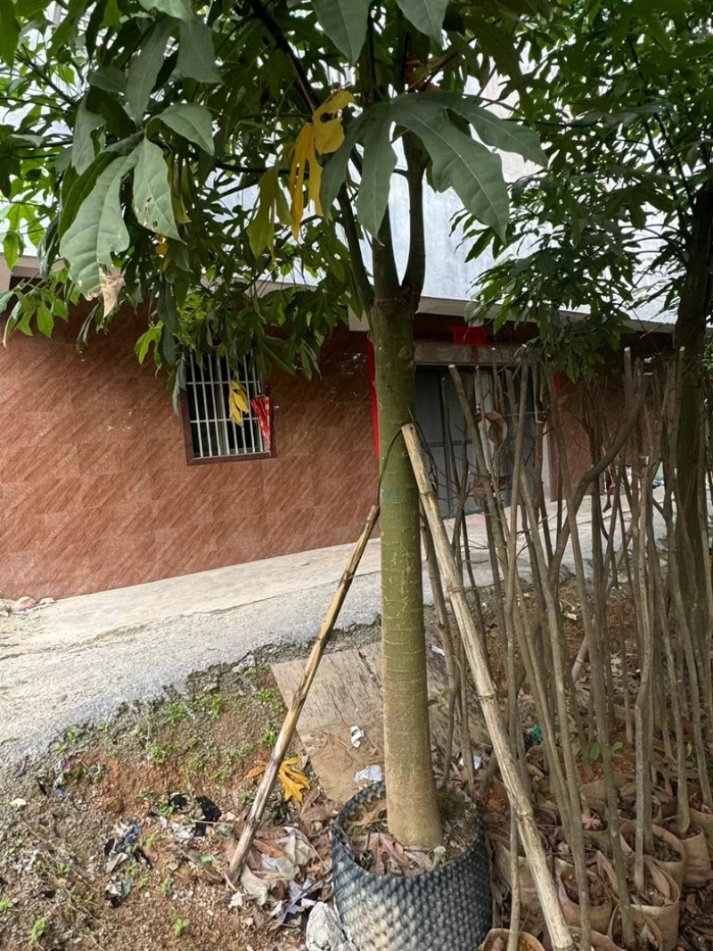 澳洲火焰木12～20公分基地直销规格齐全欢迎老板来电
