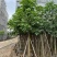 澳洲火焰木12～20公分基地直销规格齐全欢迎老板来电