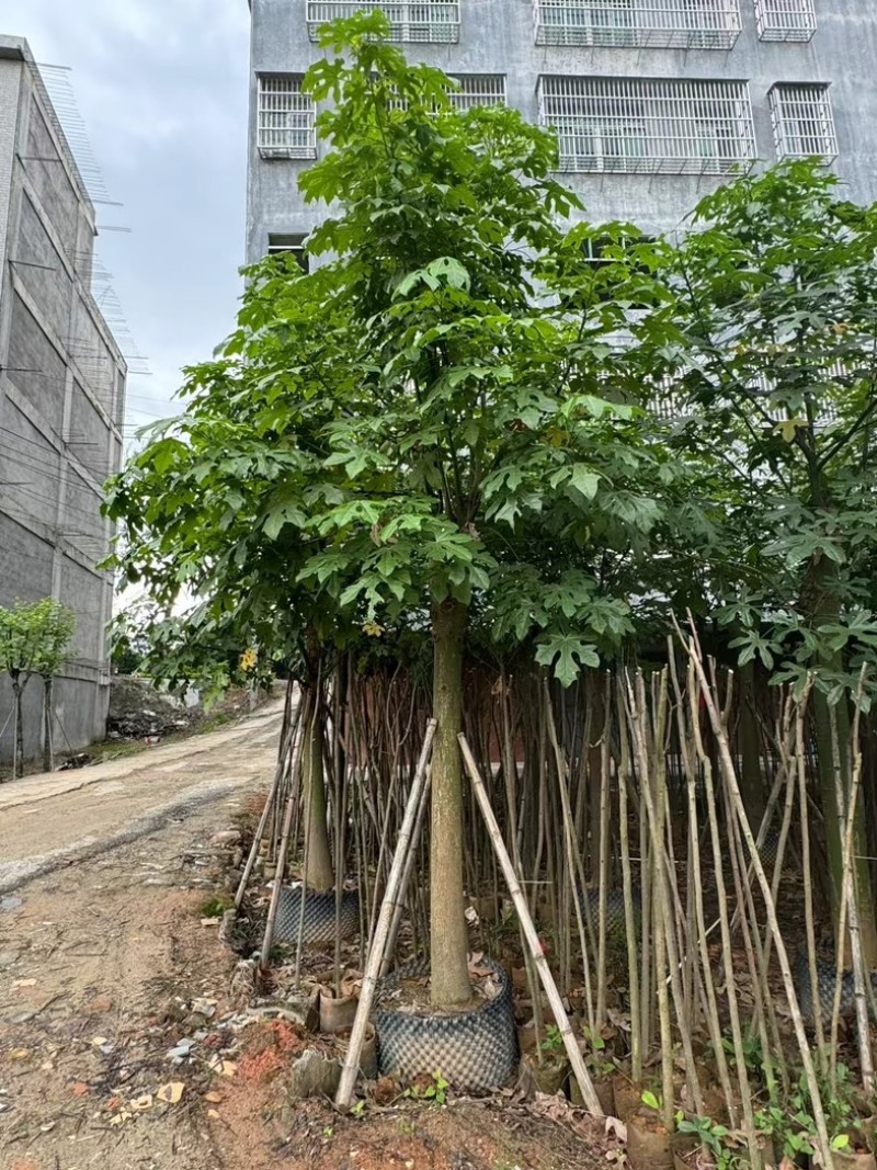 澳洲火焰木12～20公分基地直销规格齐全欢迎老板来电