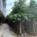 澳洲火焰木12～20公分基地直销规格齐全欢迎老板来电
