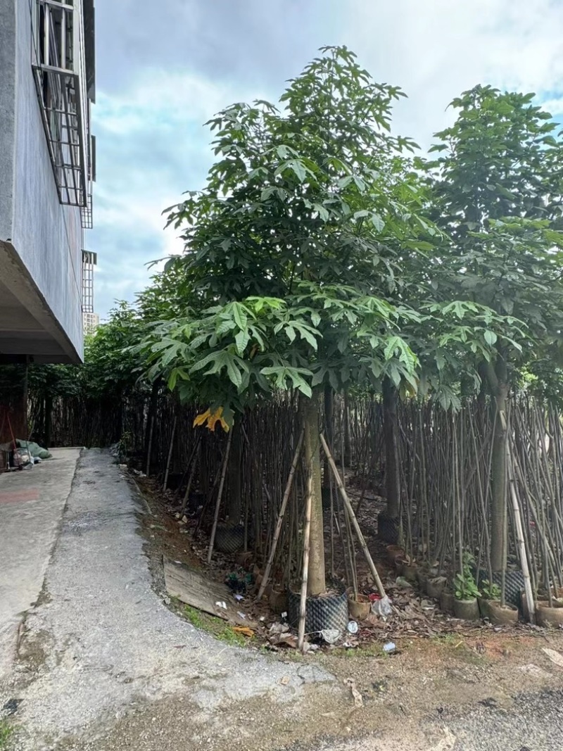 澳洲火焰木12～20公分基地直销规格齐全欢迎老板来电