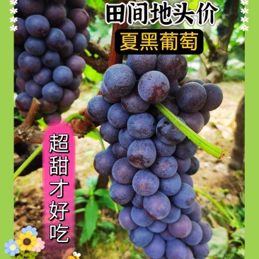 山东精品夏黑葡萄。超甜，超好吃。田间地头现摘现发。