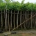 樱花树3～15公分基地直销规格齐全欢迎老板来电