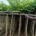 樱花树3～15公分基地直销规格齐全欢迎老板来电