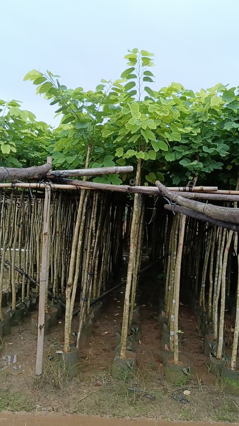 樱花树3～15公分基地直销规格齐全欢迎老板来电