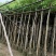 樱花树3～15公分基地直销规格齐全欢迎老板来电
