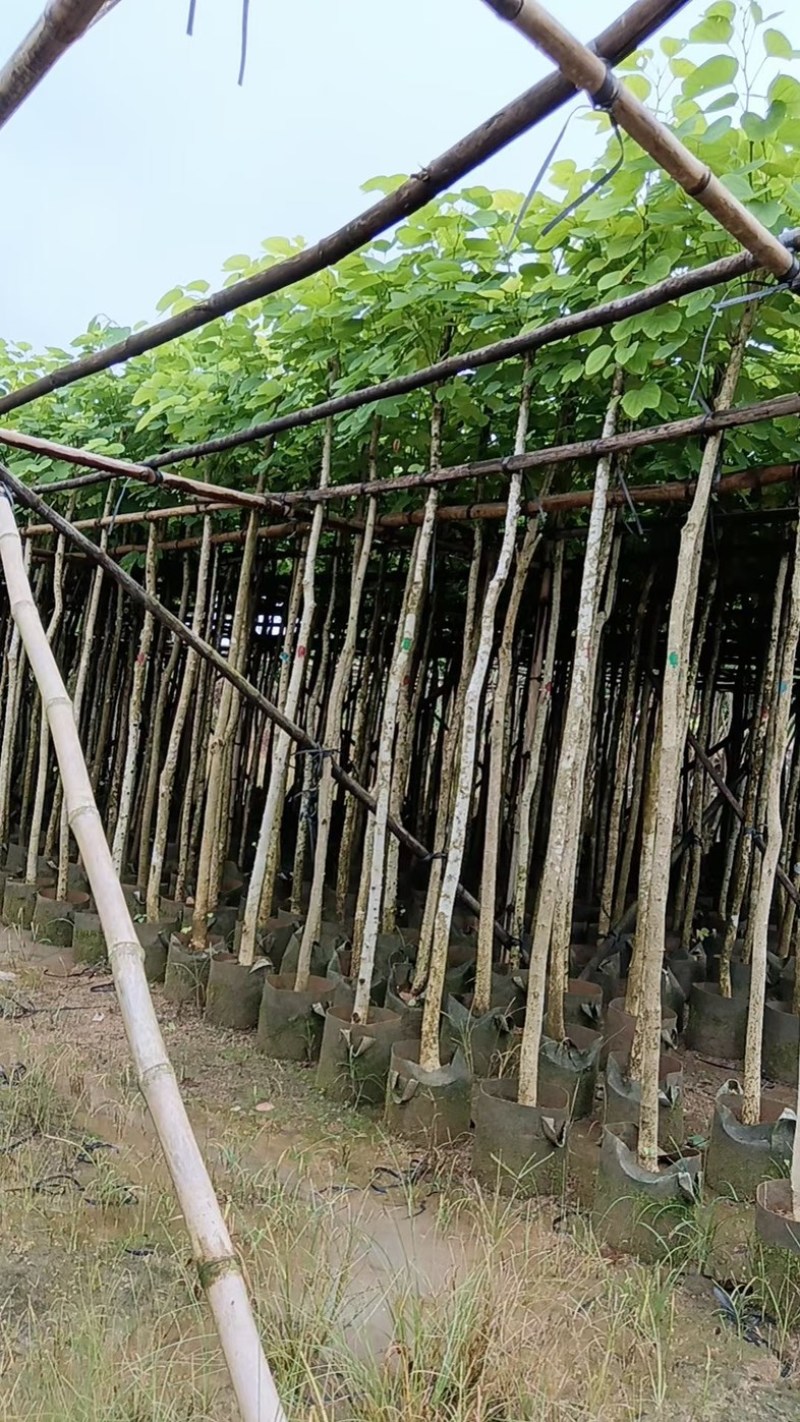 樱花树3～15公分基地直销规格齐全欢迎老板来电