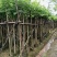樱花树3～15公分基地直销规格齐全欢迎老板来电