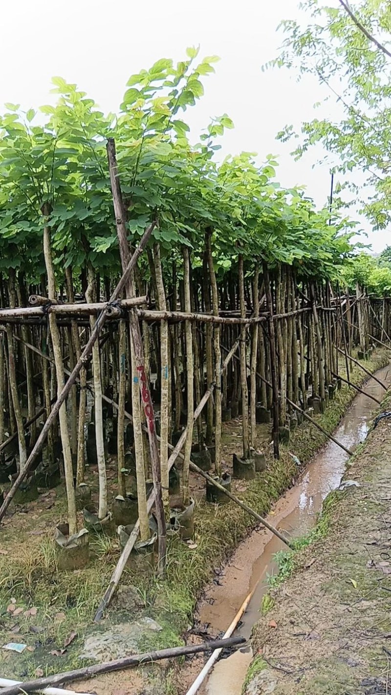 樱花树3～15公分基地直销规格齐全欢迎老板来电
