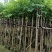 樱花树3～15公分基地直销规格齐全欢迎老板来电