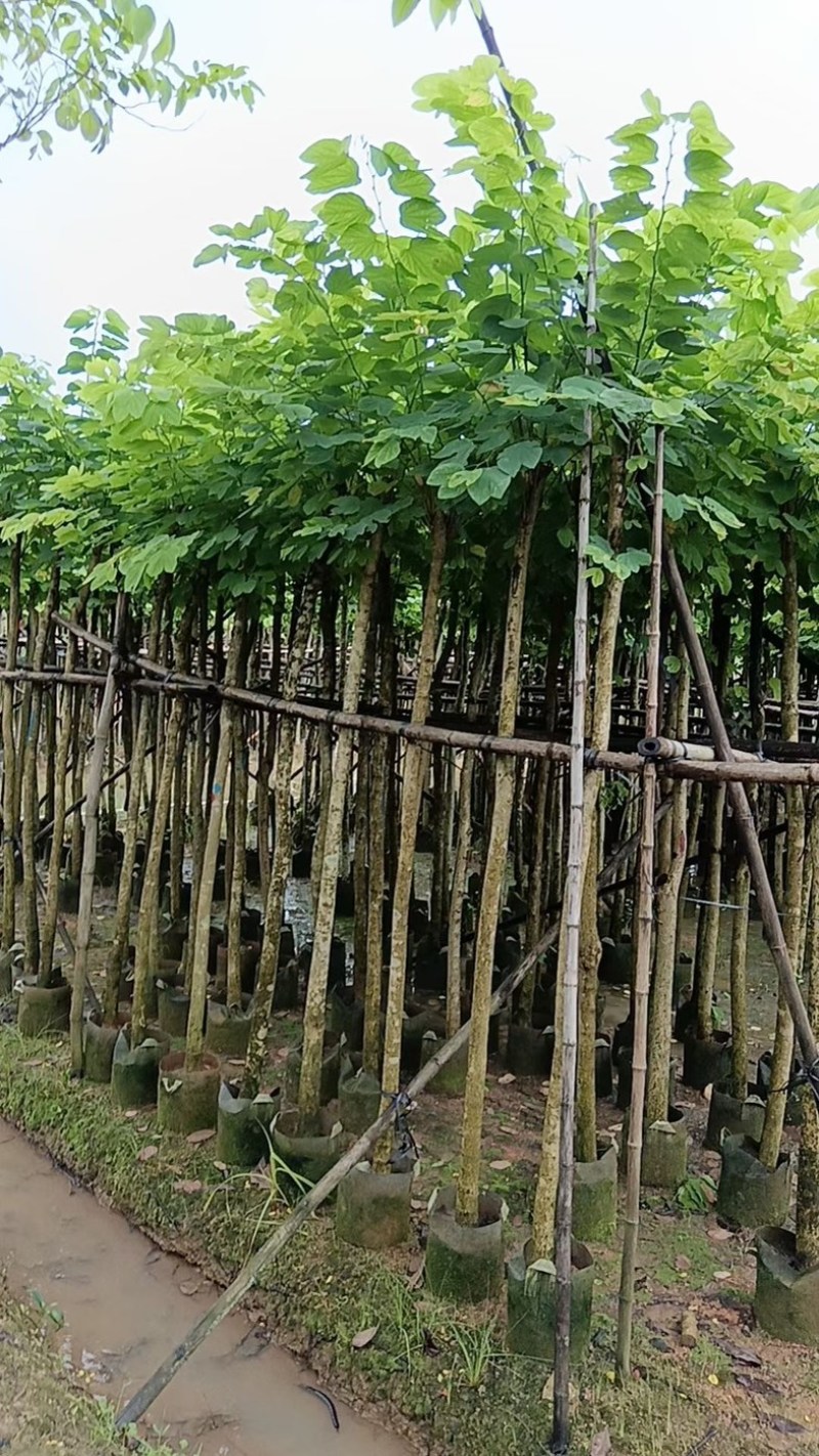 樱花树3～15公分基地直销规格齐全欢迎老板来电