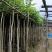 樱花树3～15公分基地直销规格齐全欢迎老板来电