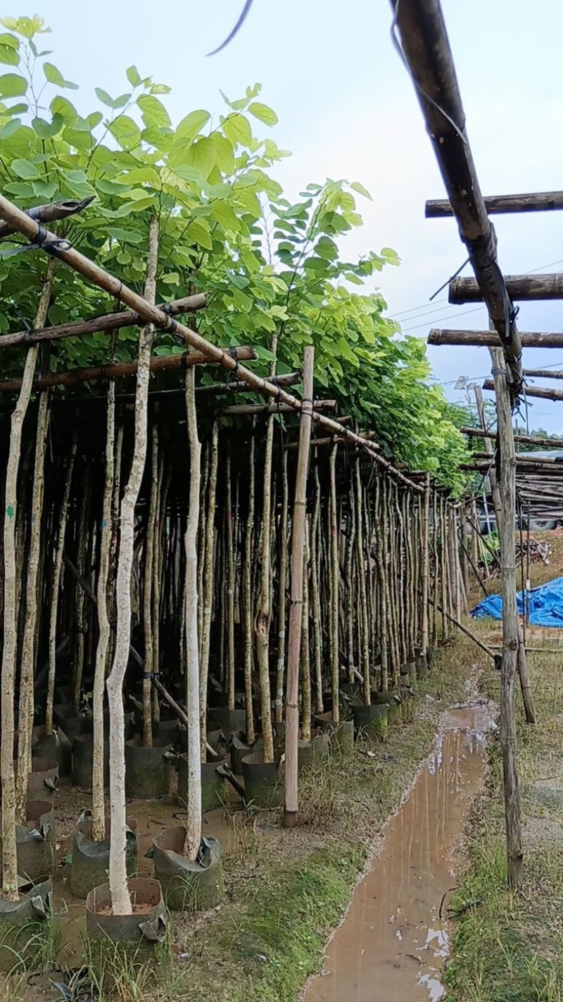 樱花树3～15公分基地直销规格齐全欢迎老板来电