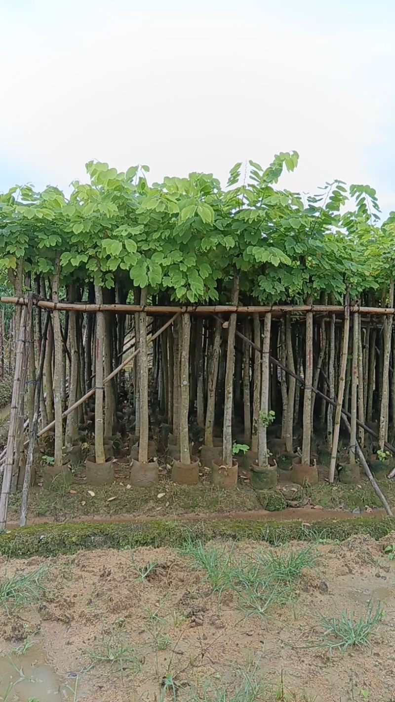 樱花树3～15公分基地直销规格齐全欢迎老板来电