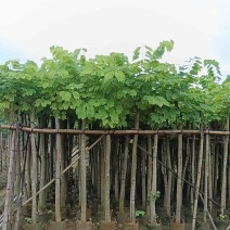樱花树3～15公分基地直销规格齐全欢迎老板来电
