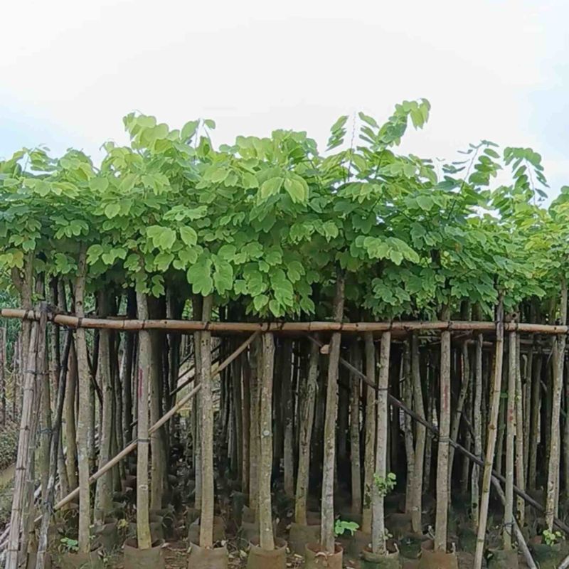 樱花树3～15公分基地直销规格齐全欢迎老板来电