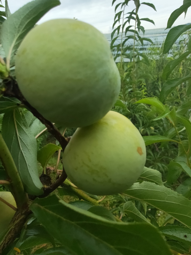 清脆李，蜂糖李