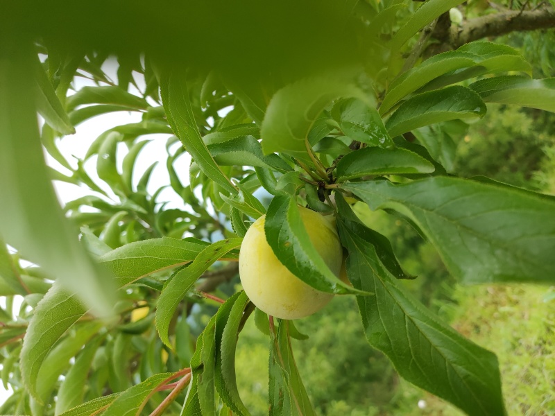 清脆李，蜂糖李