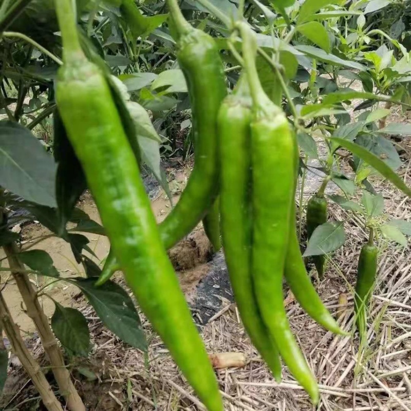 精品湘研55鲜辣椒杭椒大量上市产地供应保质保量