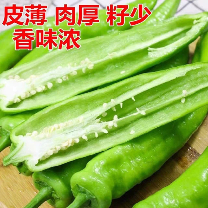 精品湘研55鲜辣椒杭椒大量上市产地供应保质保量