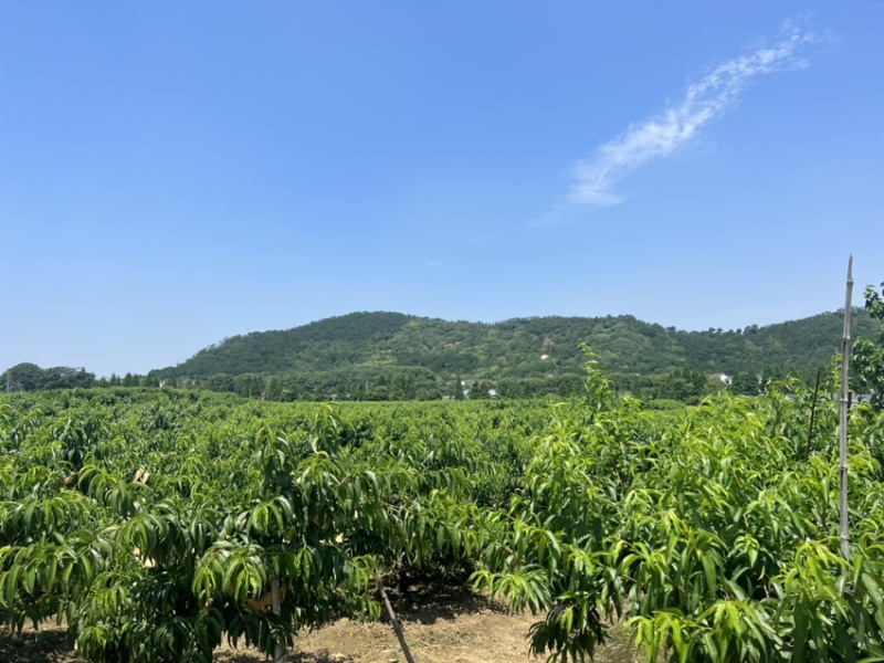 无锡阳山水蜜桃