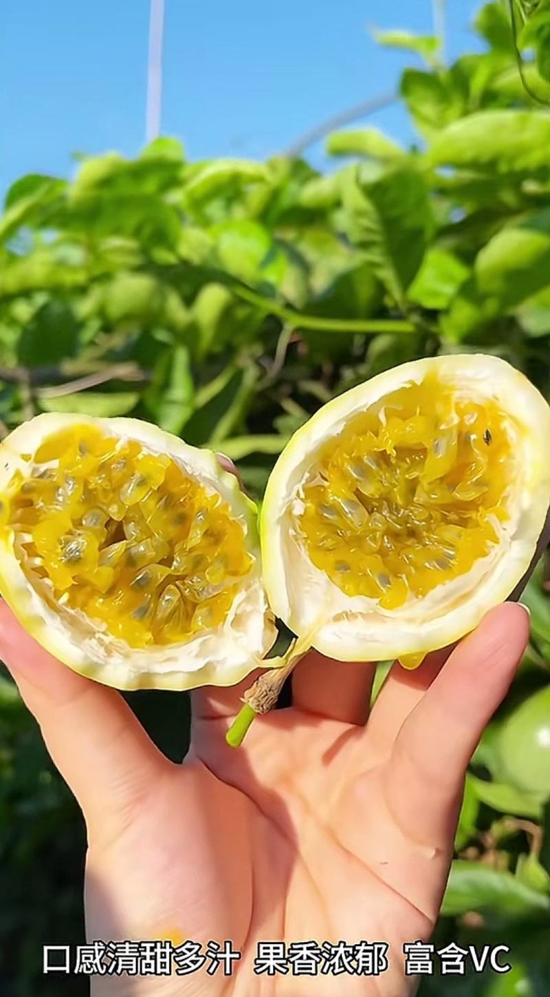 《钦蜜9号》黄金百香果/两广百香果/海南产地货源整车批发