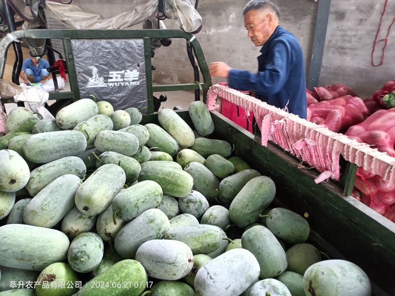 水果冬瓜大量上市中，助农帮农