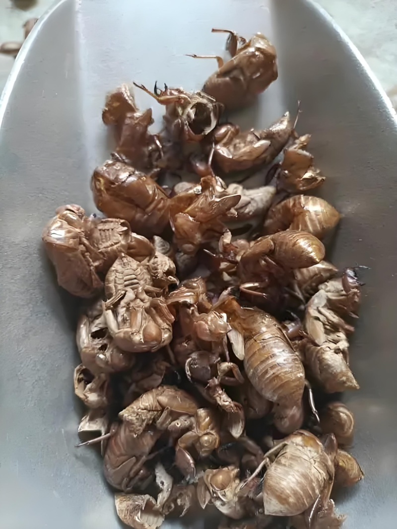江西蝉蜕