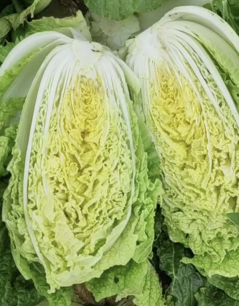 黄心大白菜，湖北天门大白菜产地直发对接全国批发等