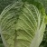 黄心大白菜,湖北天门大白菜产地直发对接全国批发等
