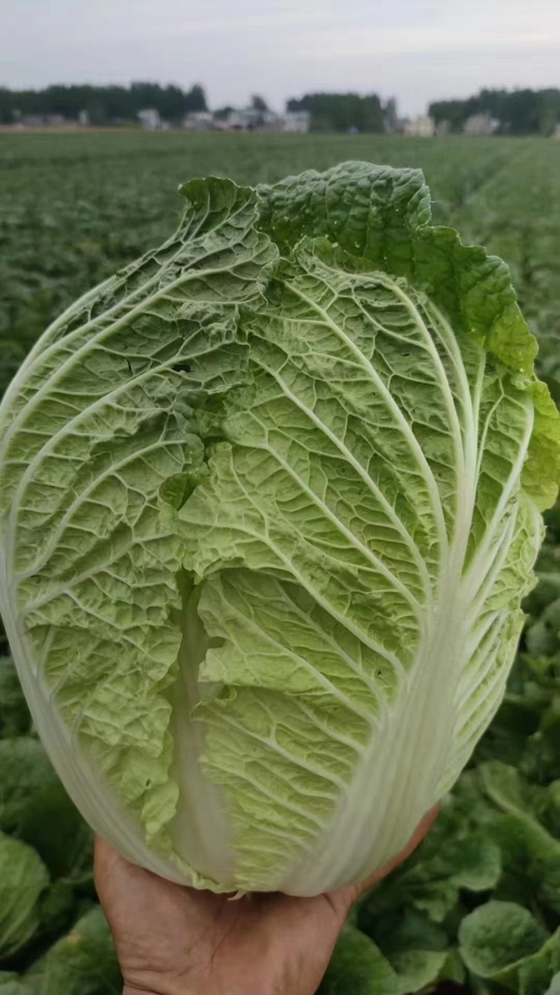 黄心大白菜，湖北天门大白菜产地直发对接全国批发等