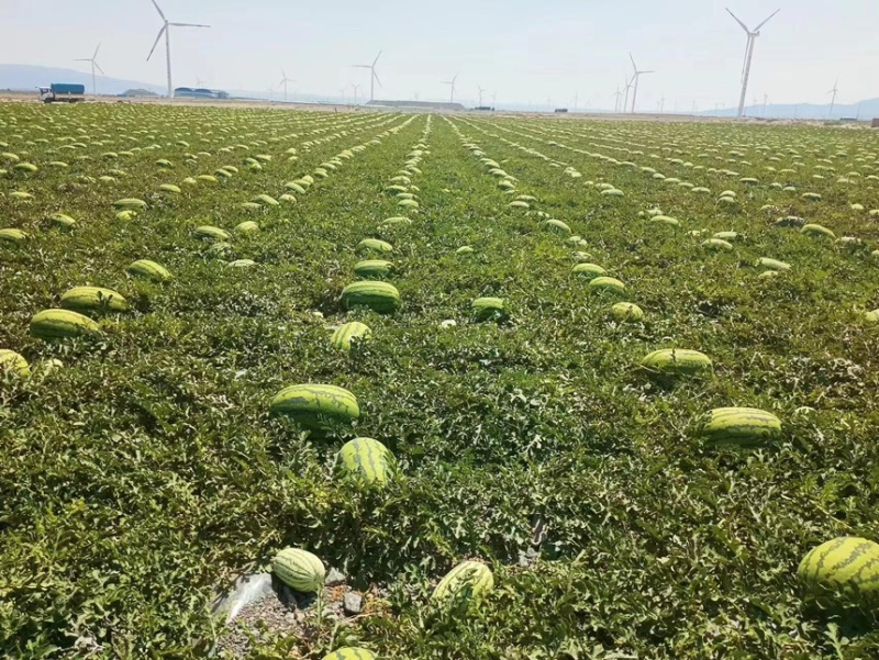宁夏硒砂瓜，产地大量供应全国各大市场，商超，质量三包，
