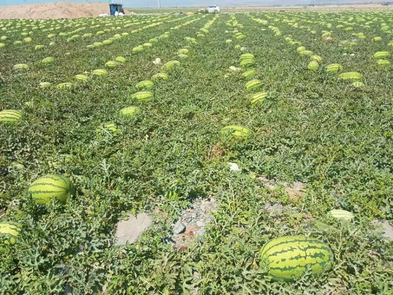 宁夏硒砂瓜，产地大量供应全国各大市场，商超，质量三包，