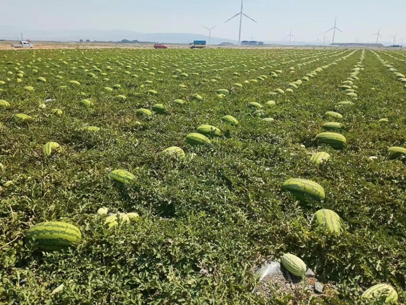 宁夏硒砂瓜，产地大量供应全国各大市场，商超，质量三包，