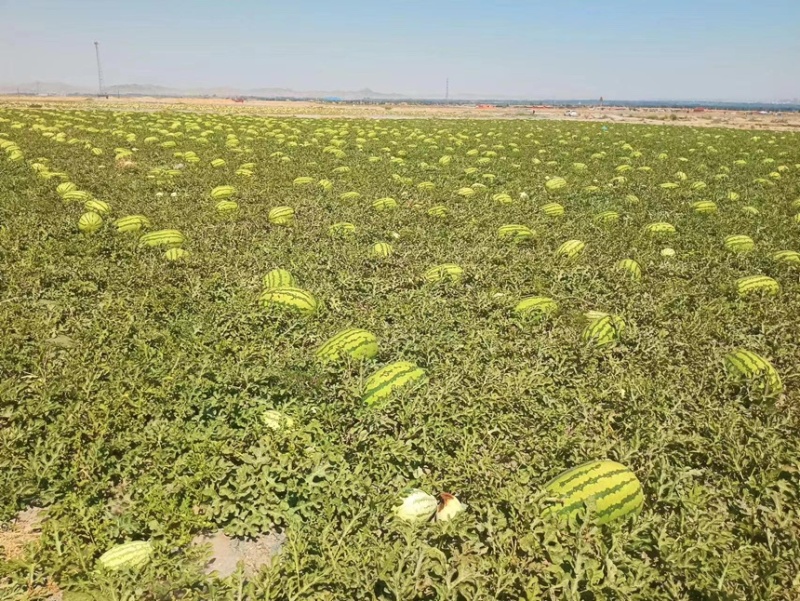 宁夏硒砂瓜，产地大量供应全国各大市场，商超，质量三包，