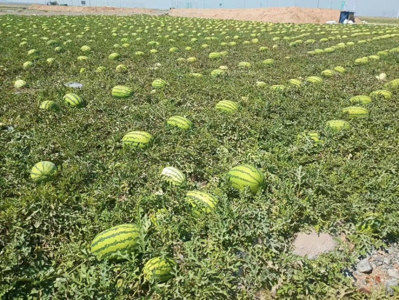 宁夏硒砂瓜，产地大量供应全国各大市场，商超，质量三包，