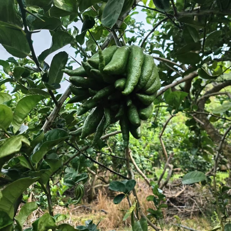 云南佛手柑，家居清供观赏